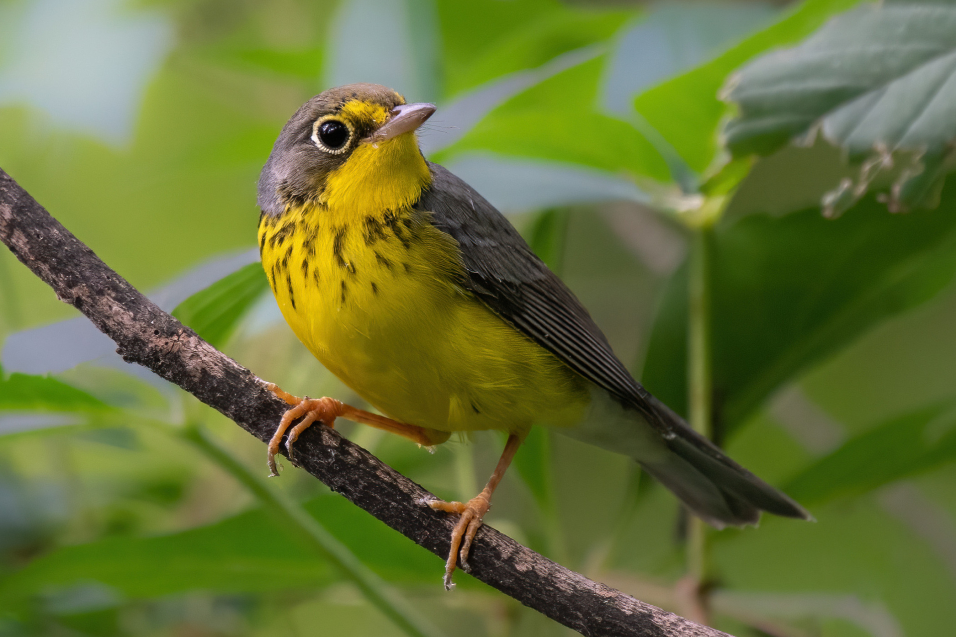 A female Canada Warbler perched on a branch.