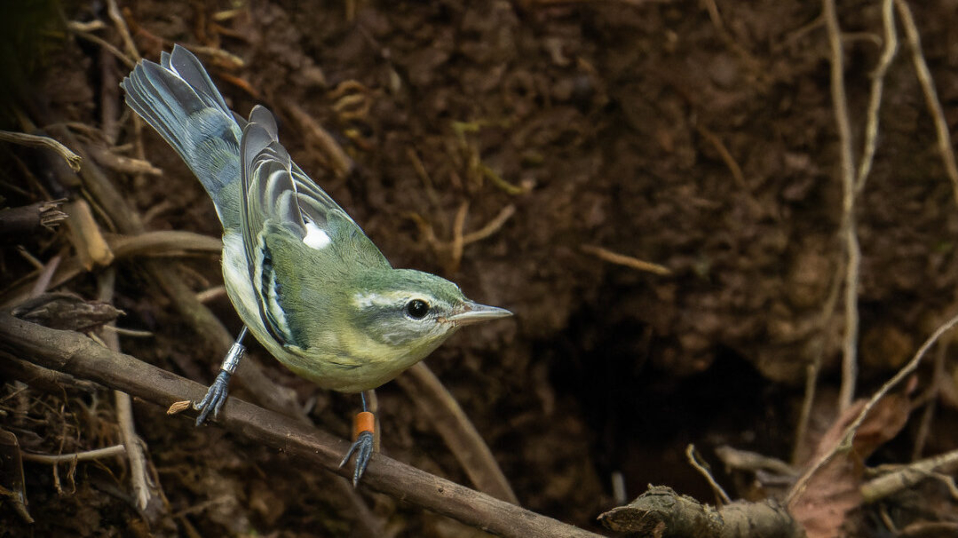 A banded Cerulean Warbler perched on a branch.