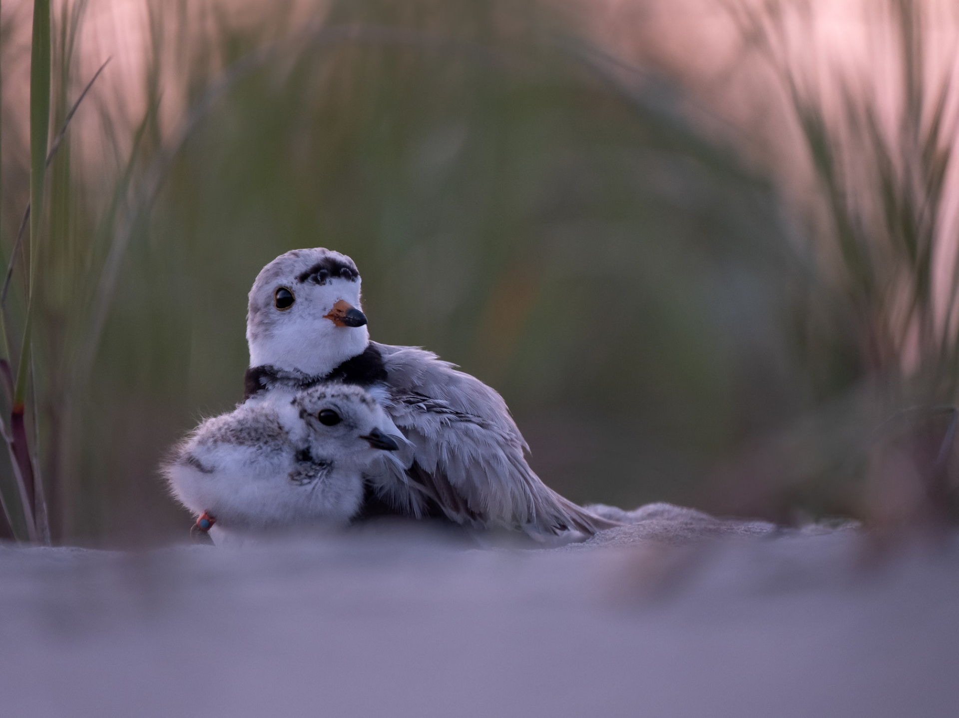 A Piping Plover rests on the beach with its chick.
