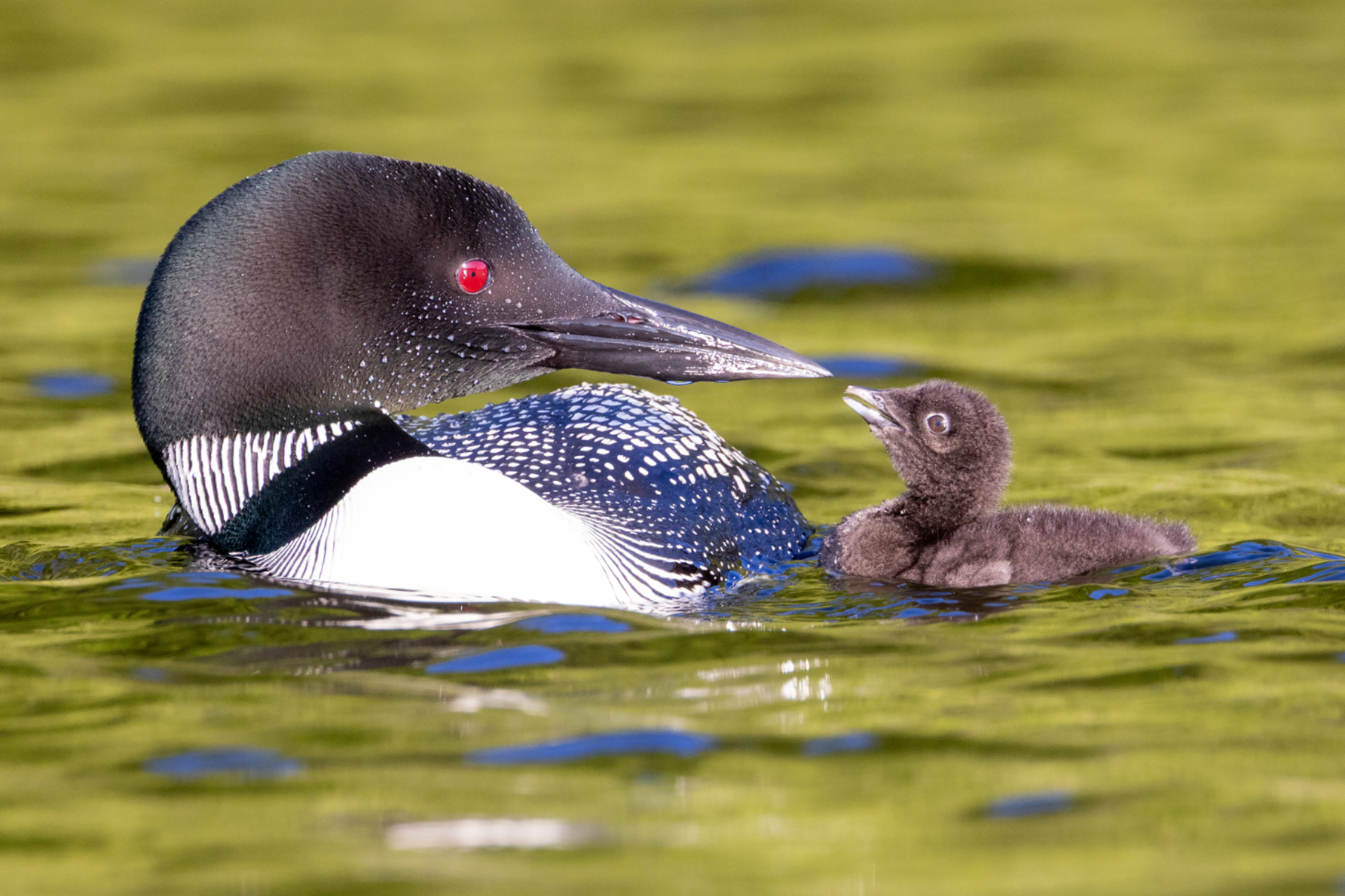 A Common Loon touching bills with its chick.