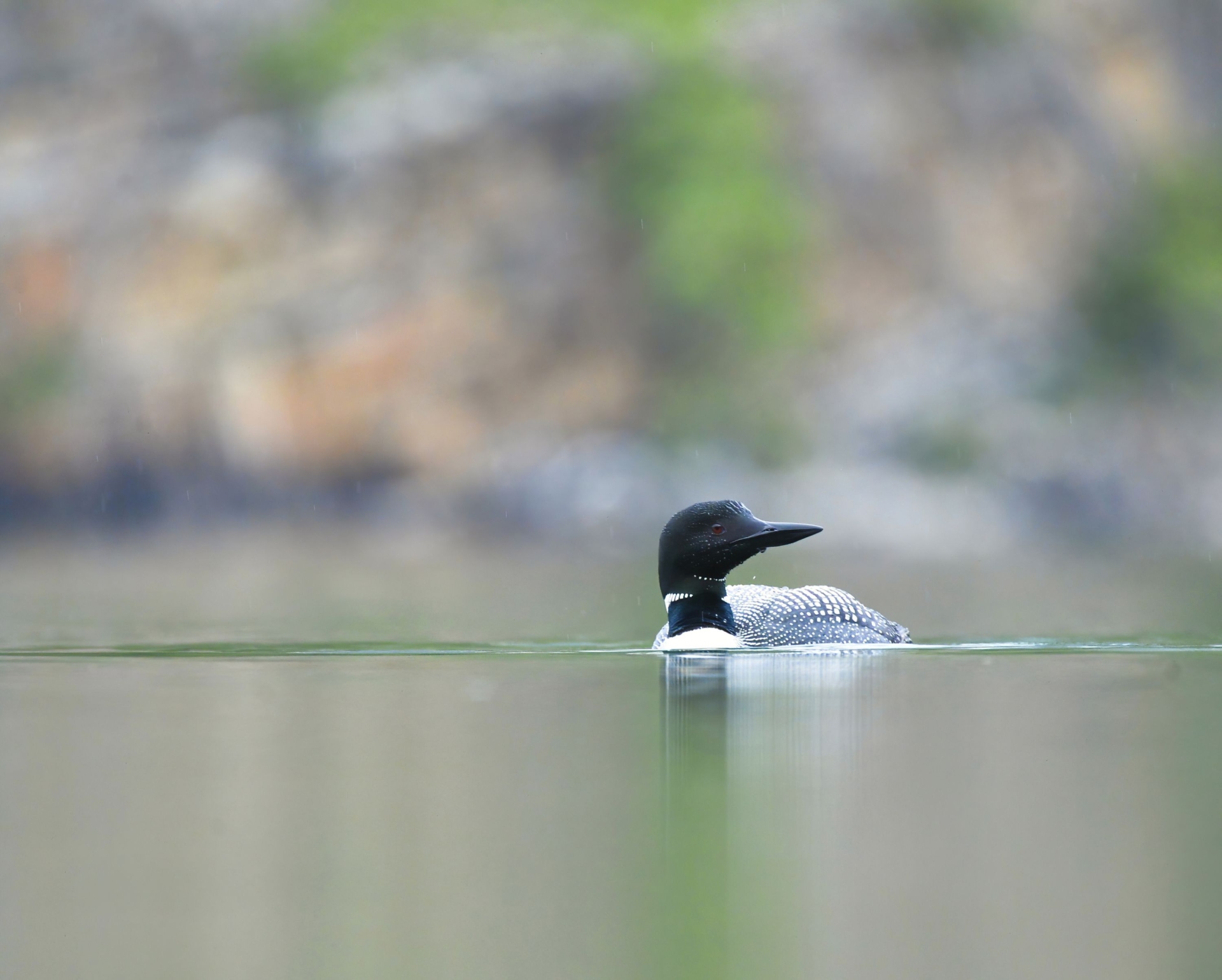 Plongeon huard flottant sur un lac