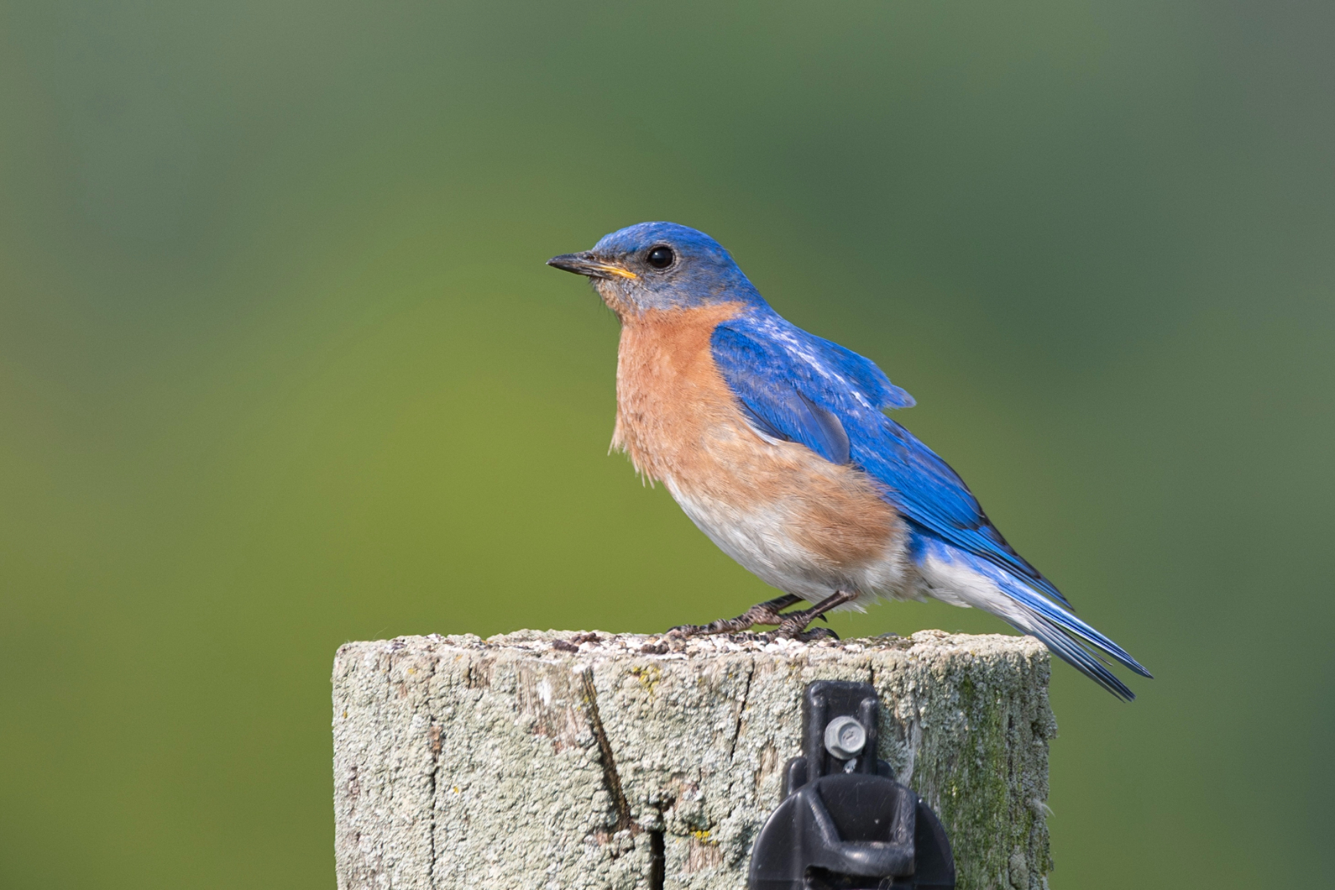 An Eastern Bluebird perched on a fencepost.