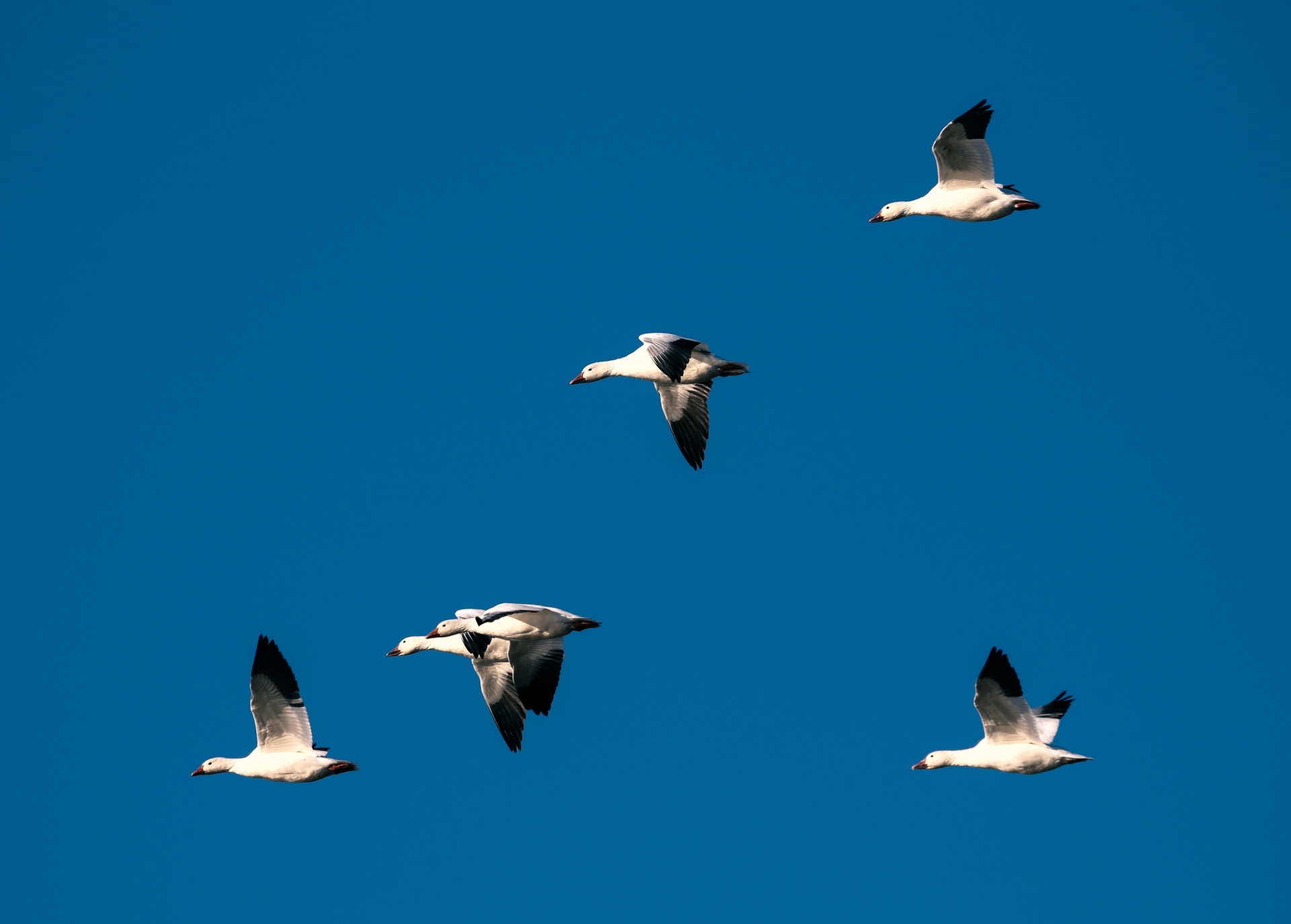 Flock of six snow geese in flight against blue sky
