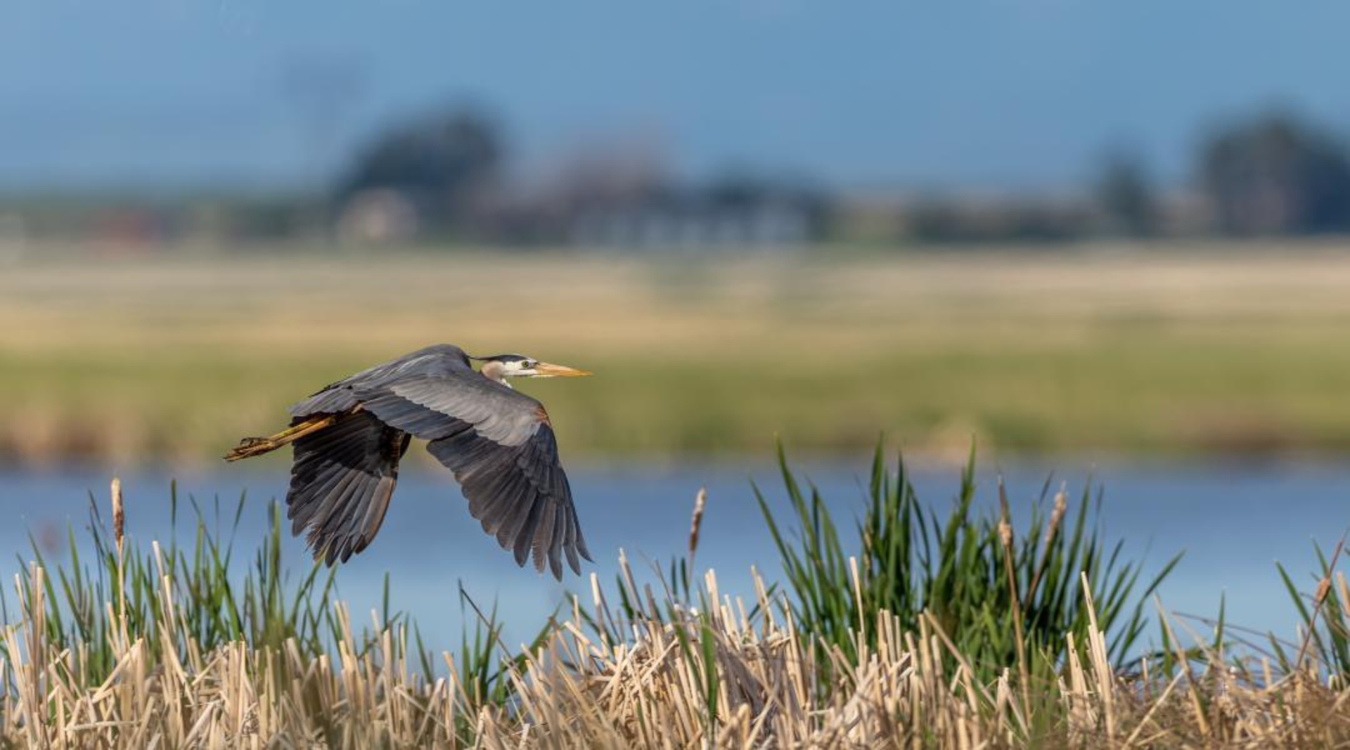 A Great Blue Heron flies over a body of water.