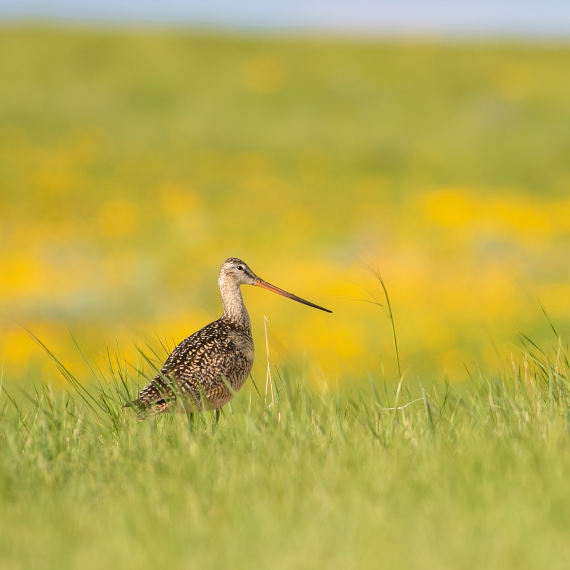 A Marbled Godwit in a shortgrass prairie.