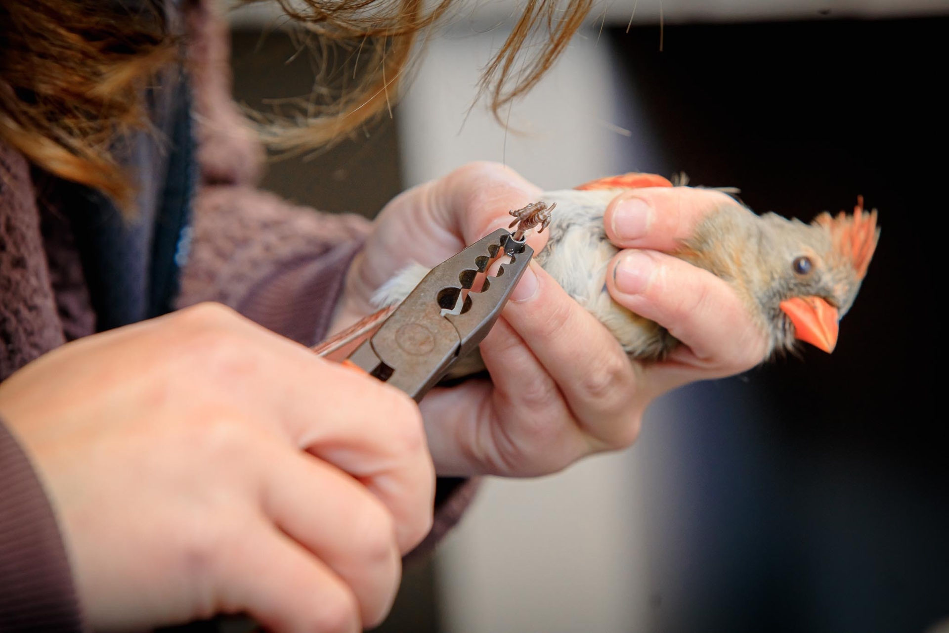 A female Northern Cardinal being banded by a person.