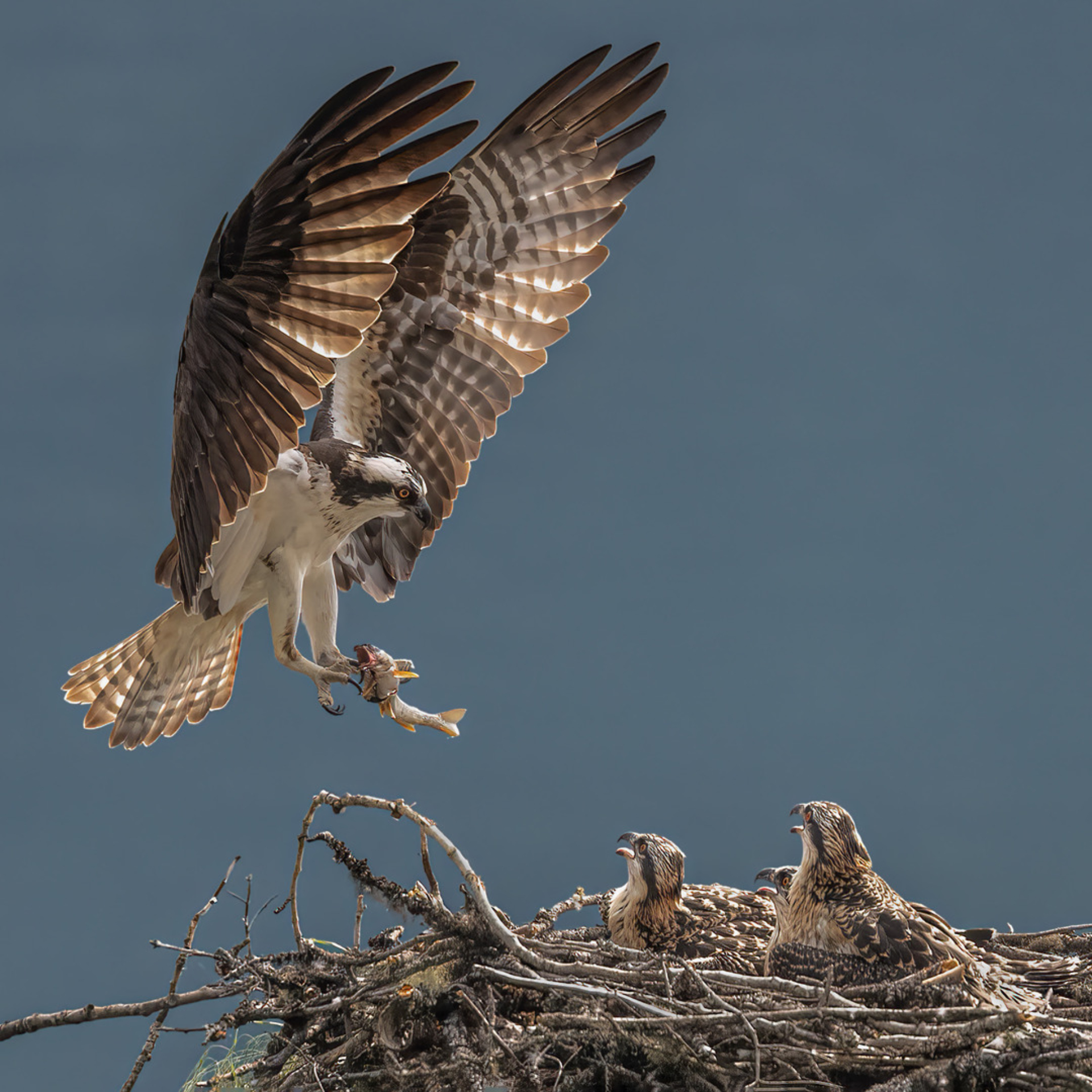Osprey chicks in a nest watch their parent approaching with a fish in its talons.