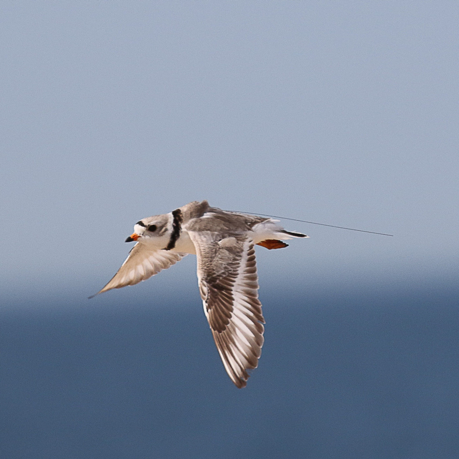 A Piping Plover in flight with a Motus tag secured to its back.