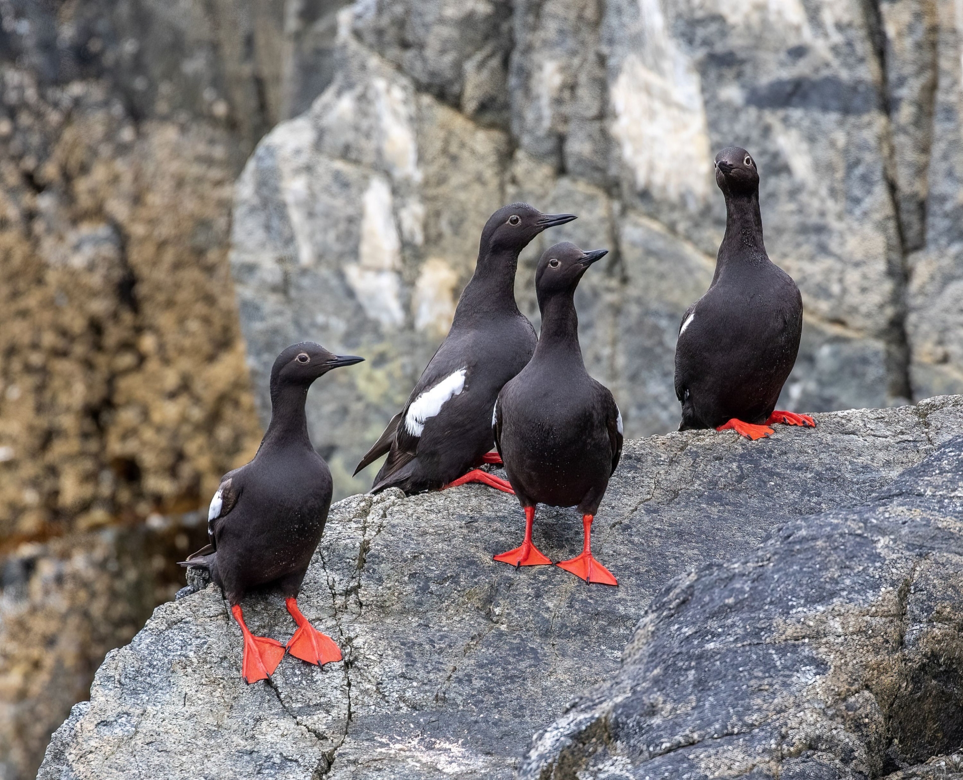 Quatre guillemots colombins perchés sur un rocher le long de la côte
