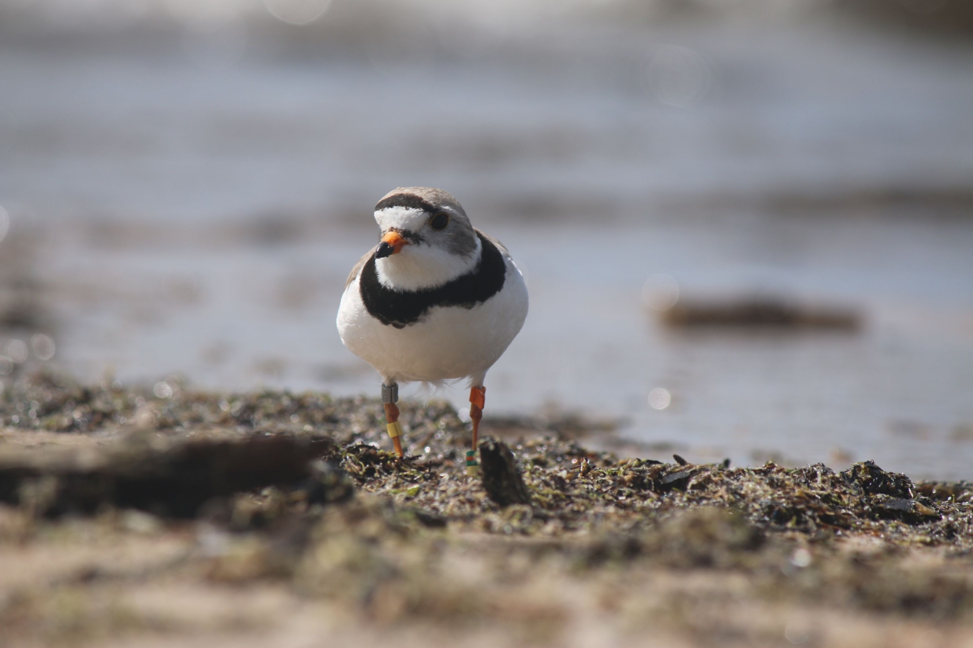 Un pluvier siffleur sur une plage, avec l'eau en arrière-plan
