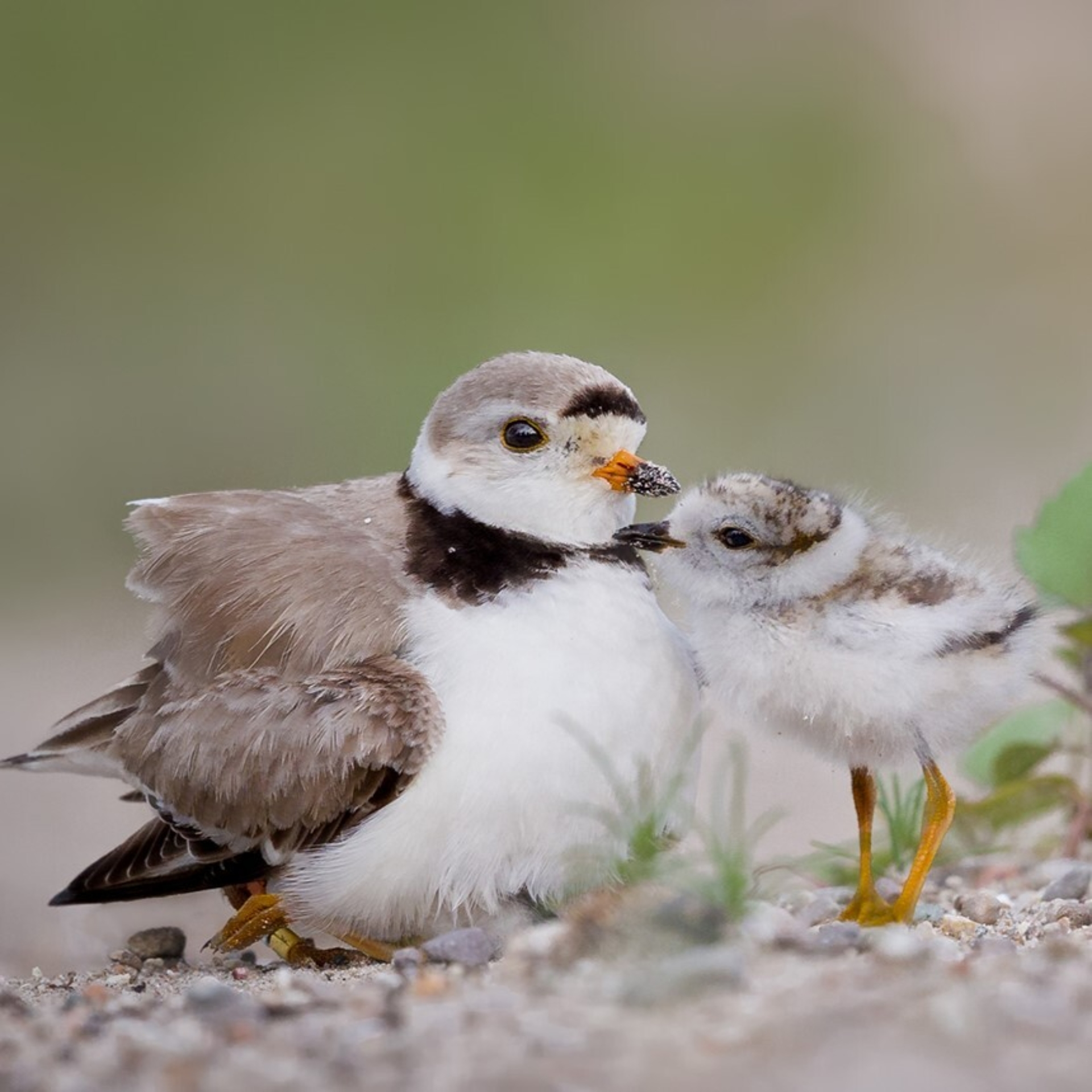 A Piping Plover and its chick.