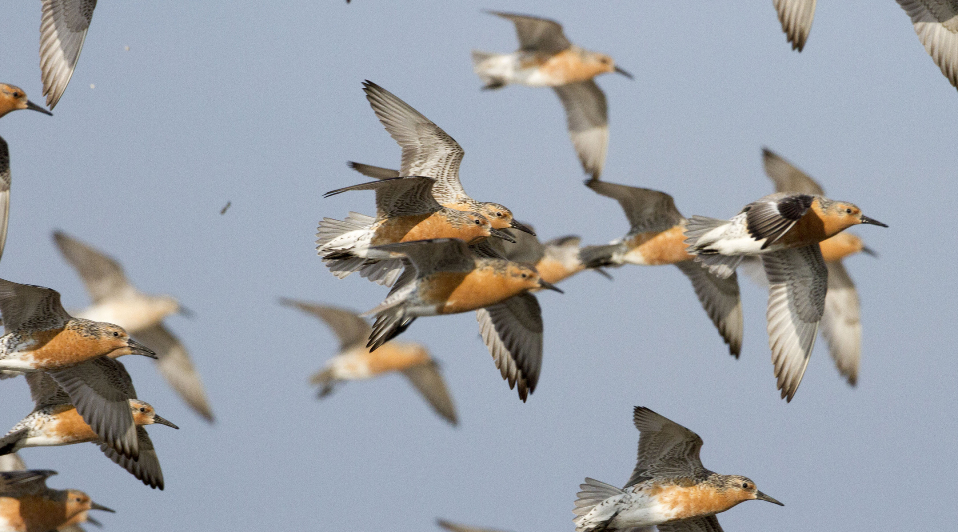 A flock of Red Knots in flight.