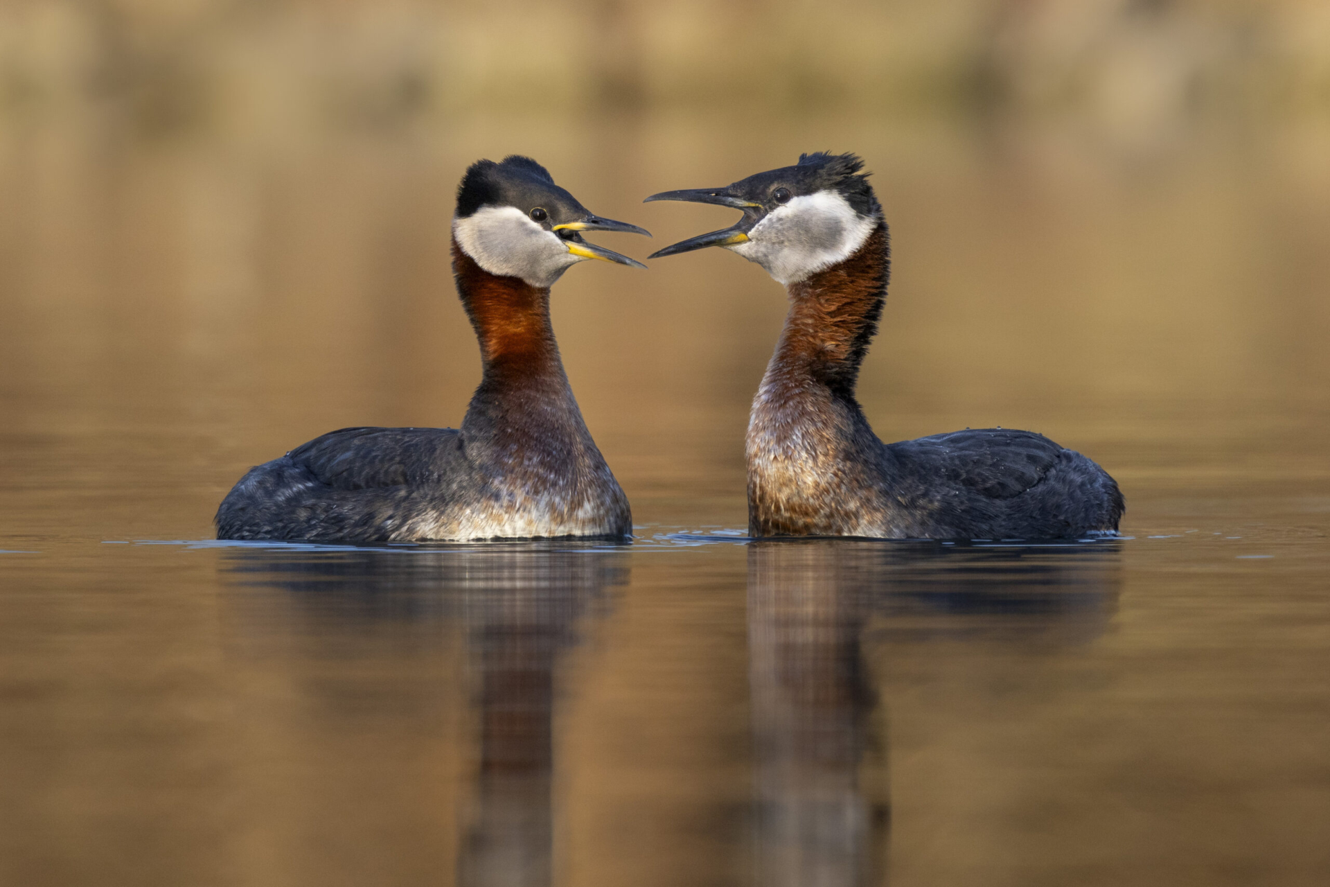 Two adult Red-necked Grebes facing each other with bills open during a courtship interaction