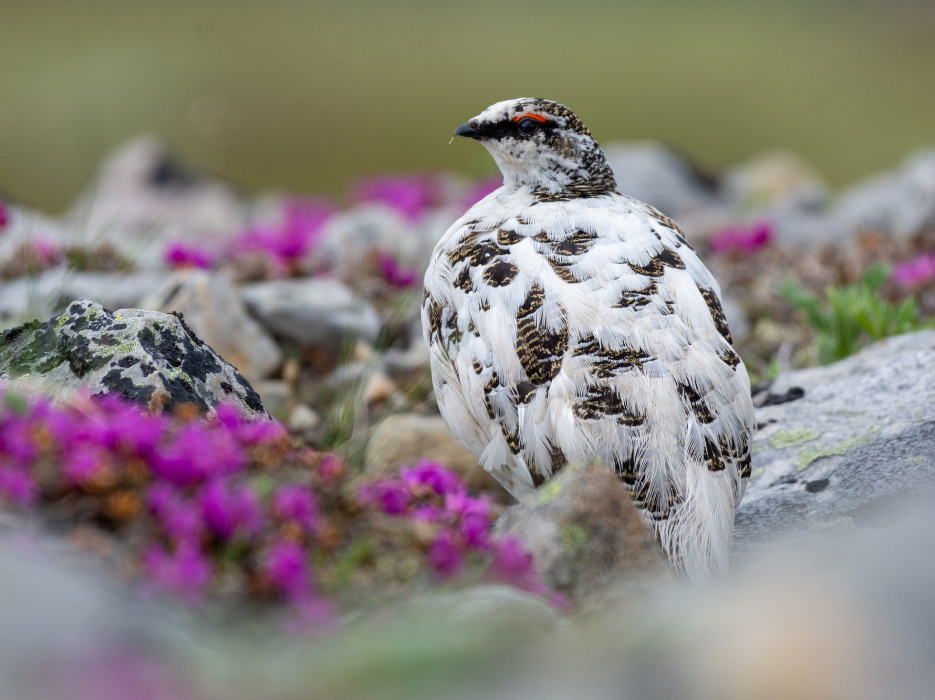 Un lagopède alpin se tient au milieu des fleurs sauvages.