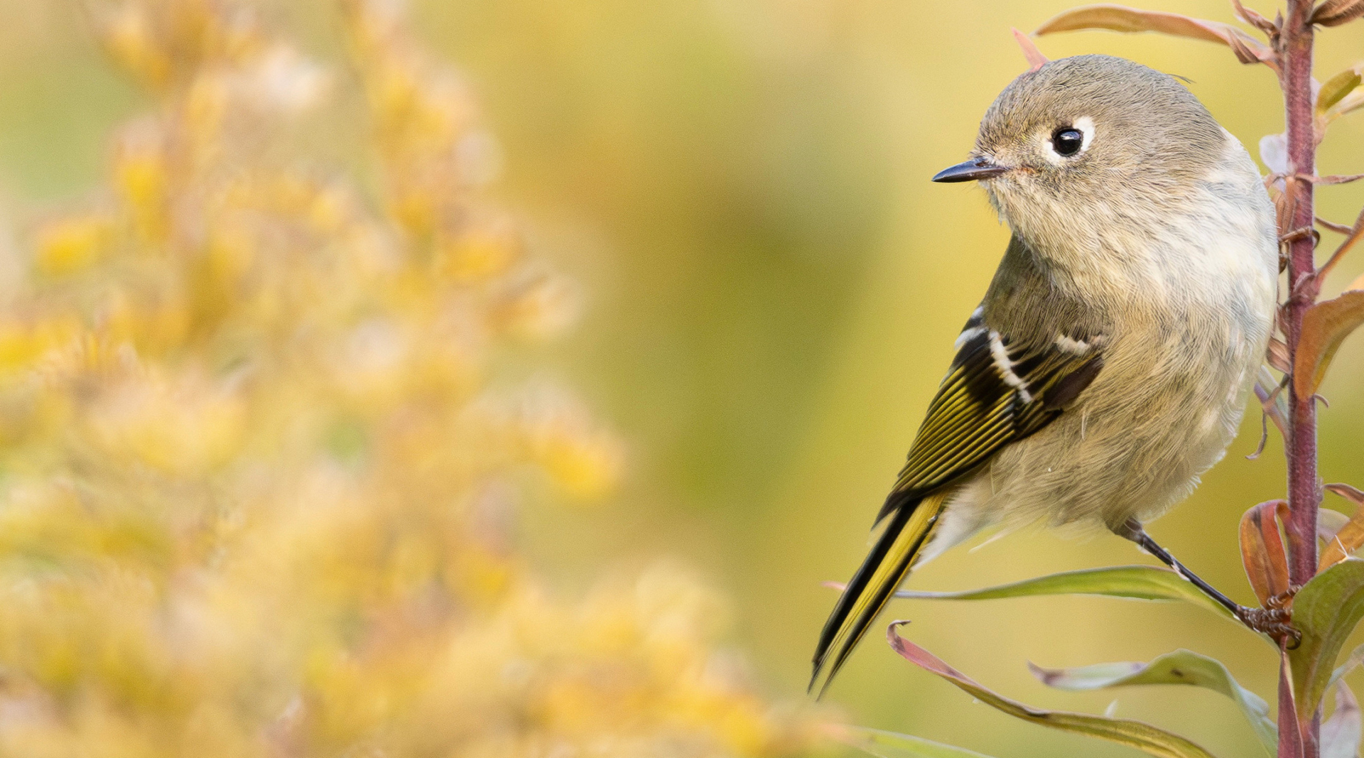 A Ruby-crowned Kinglet gripping a plant stem.
