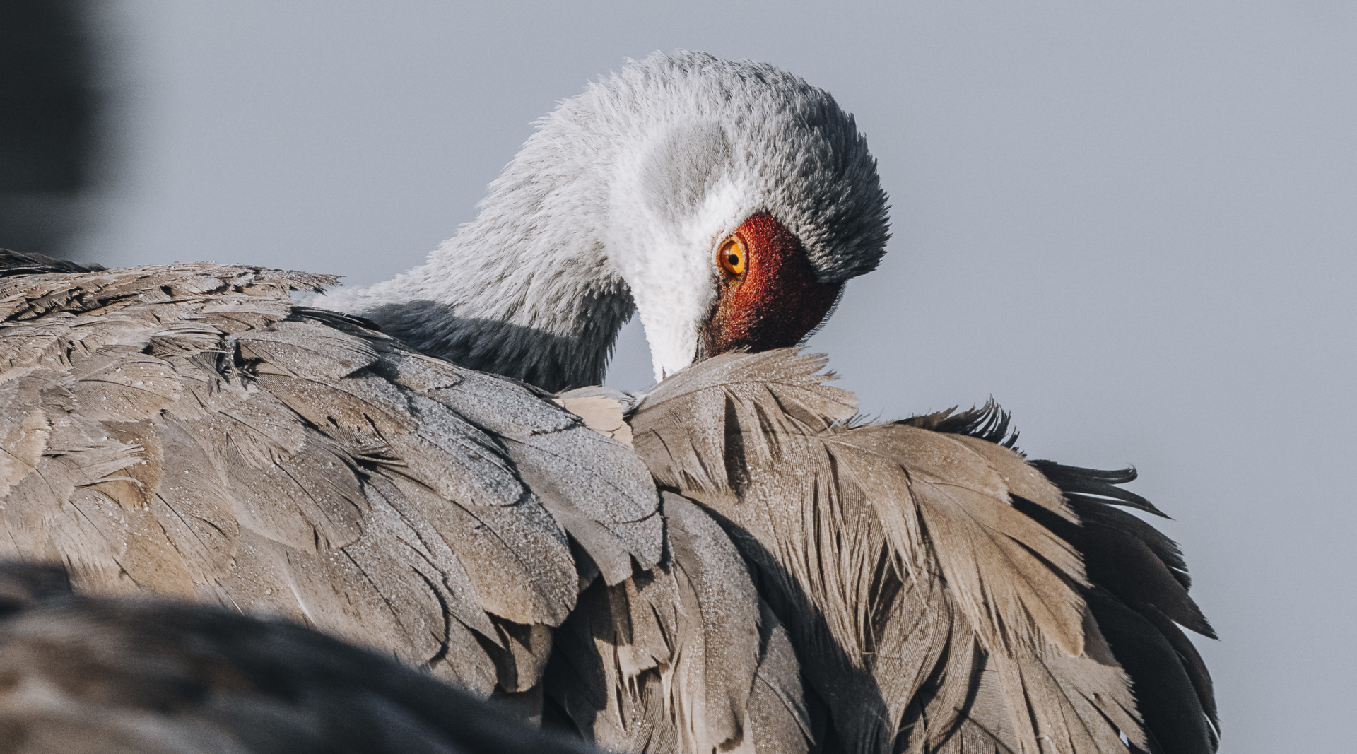 A Sandhill Crane preening its feathers.