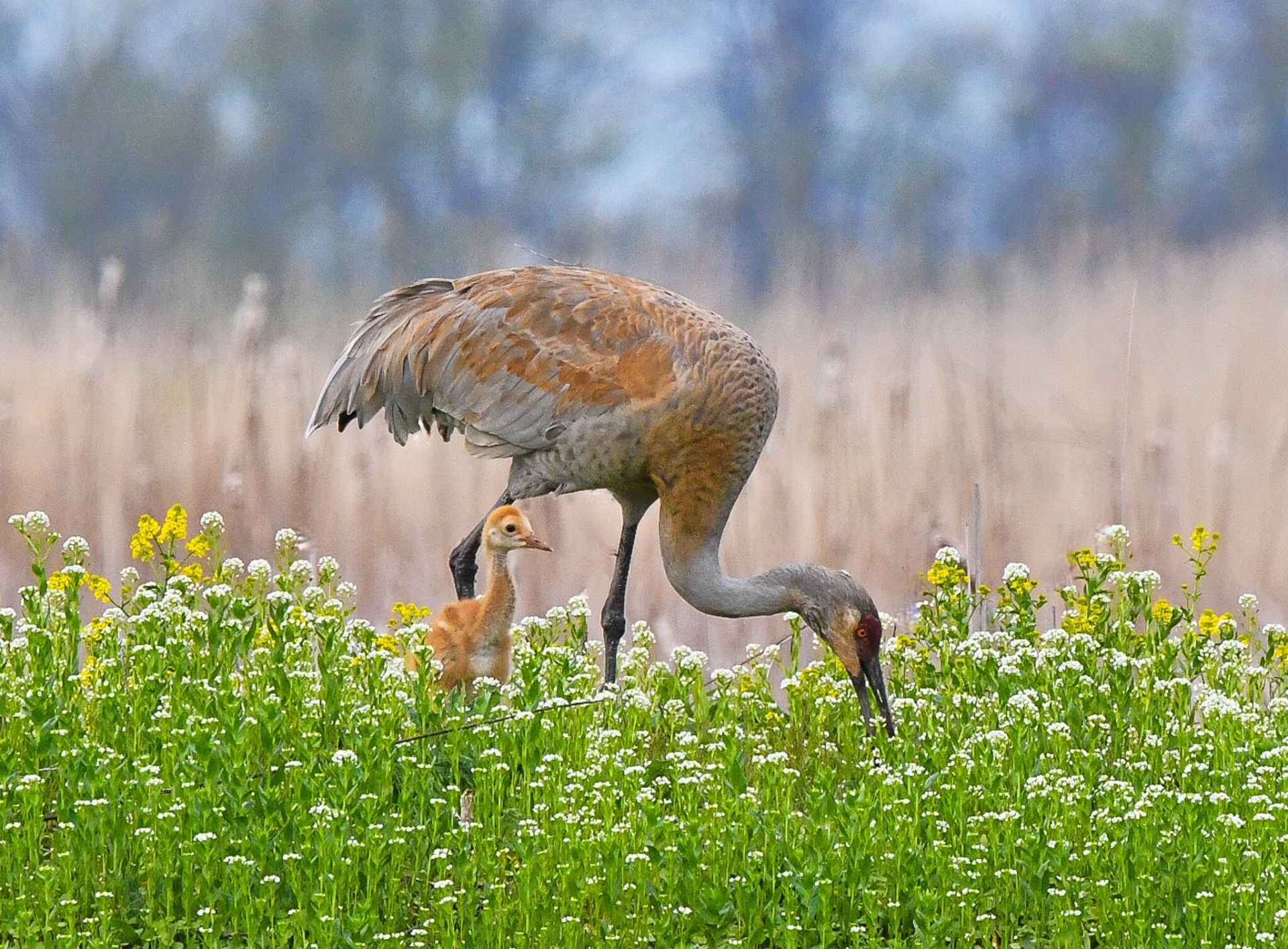 A Sandhill Crane and its chick in a meadow.