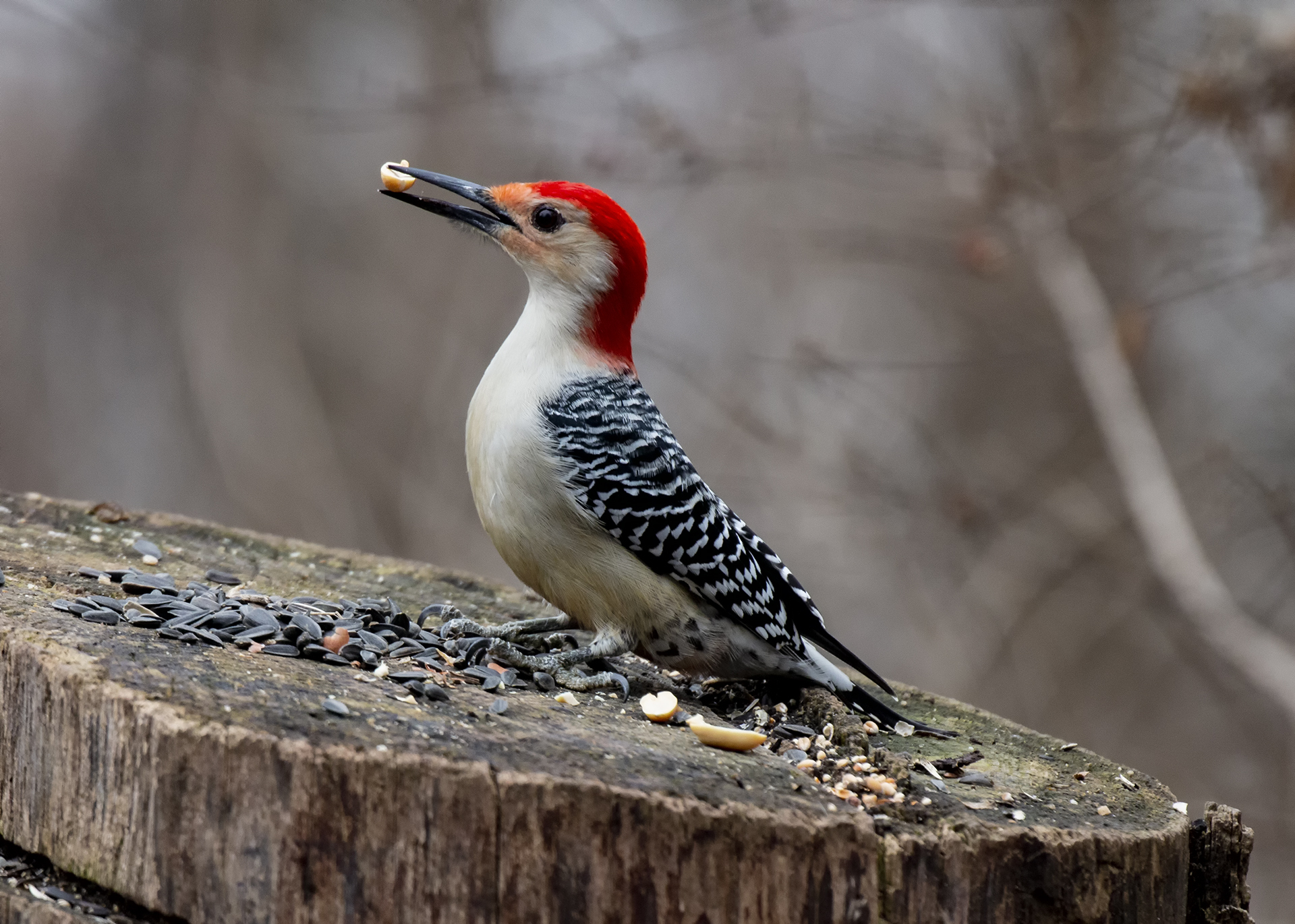 A Red-bellied woodpecker sits on a tree stump where seeds have been strewn.