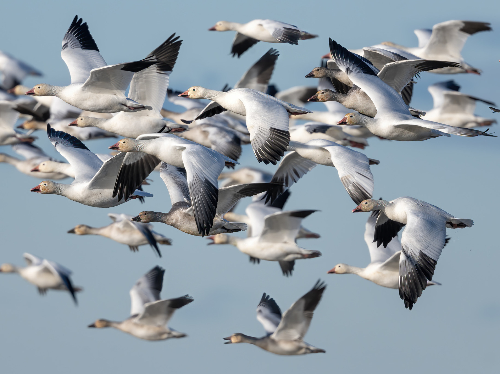 A flock of Snow Geese in flight.