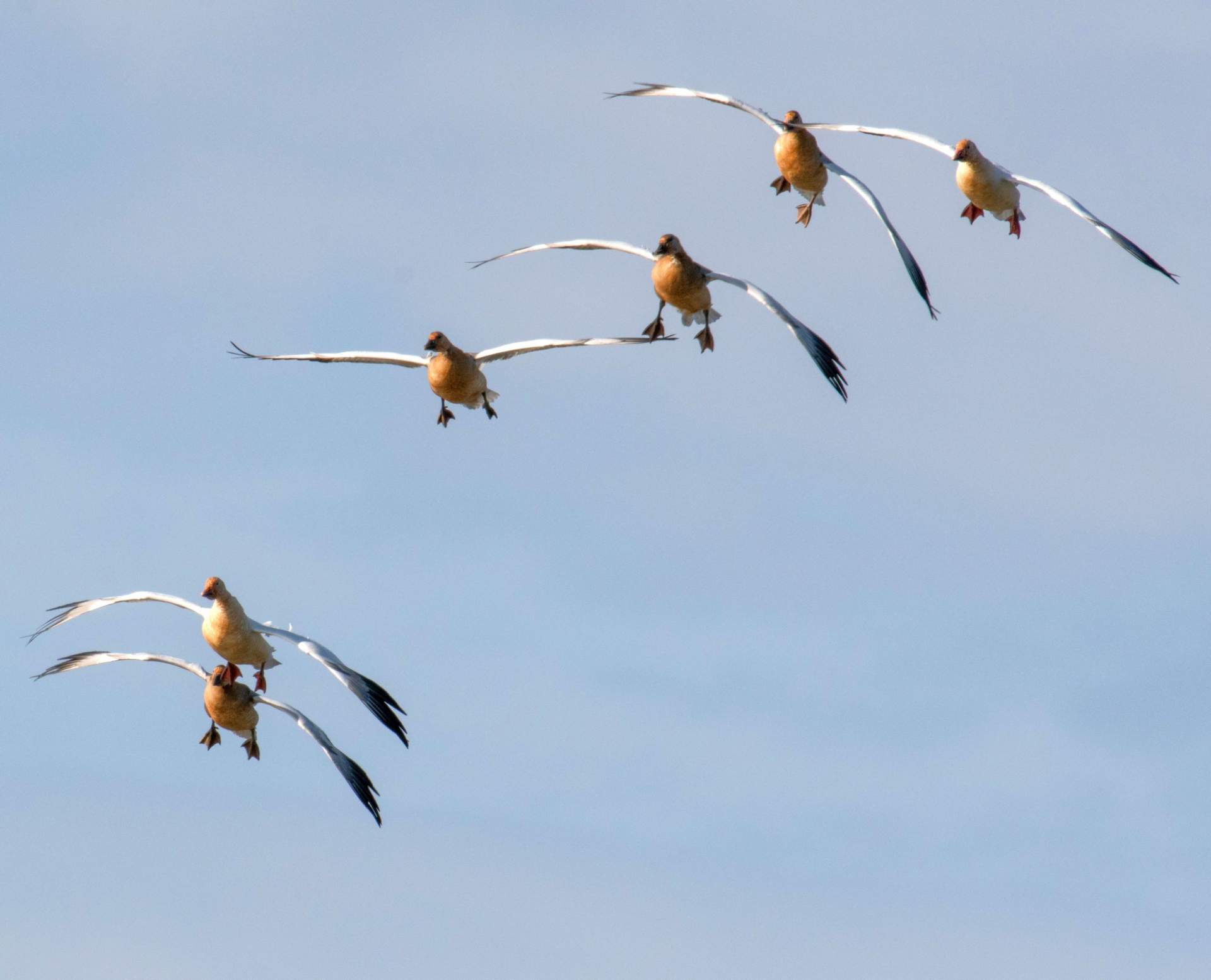 Six Snow Geese flying