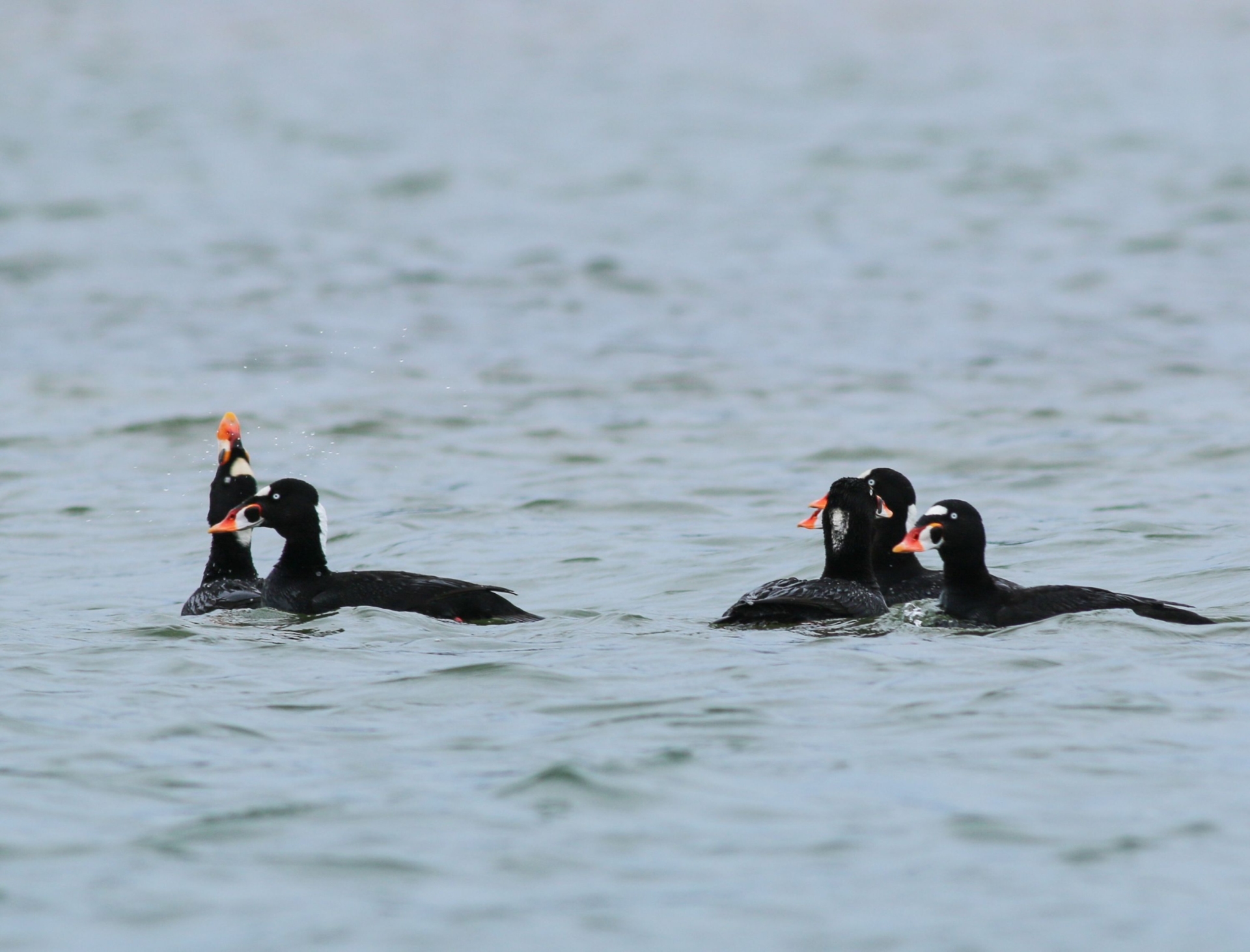 Five Surf Scoters float on the water