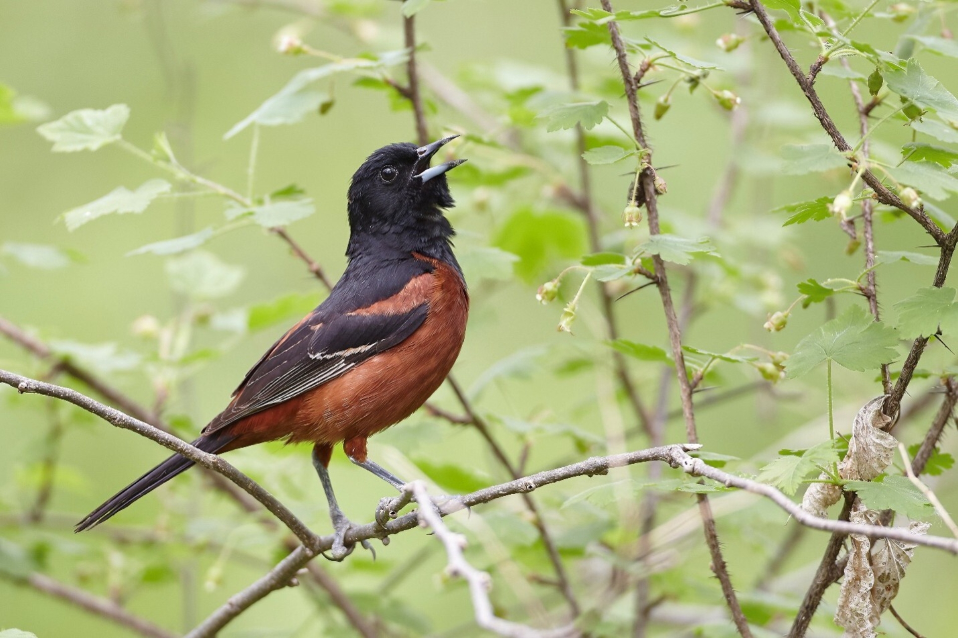 Un oriole des vergers mâle chante depuis une branche d'arbre.