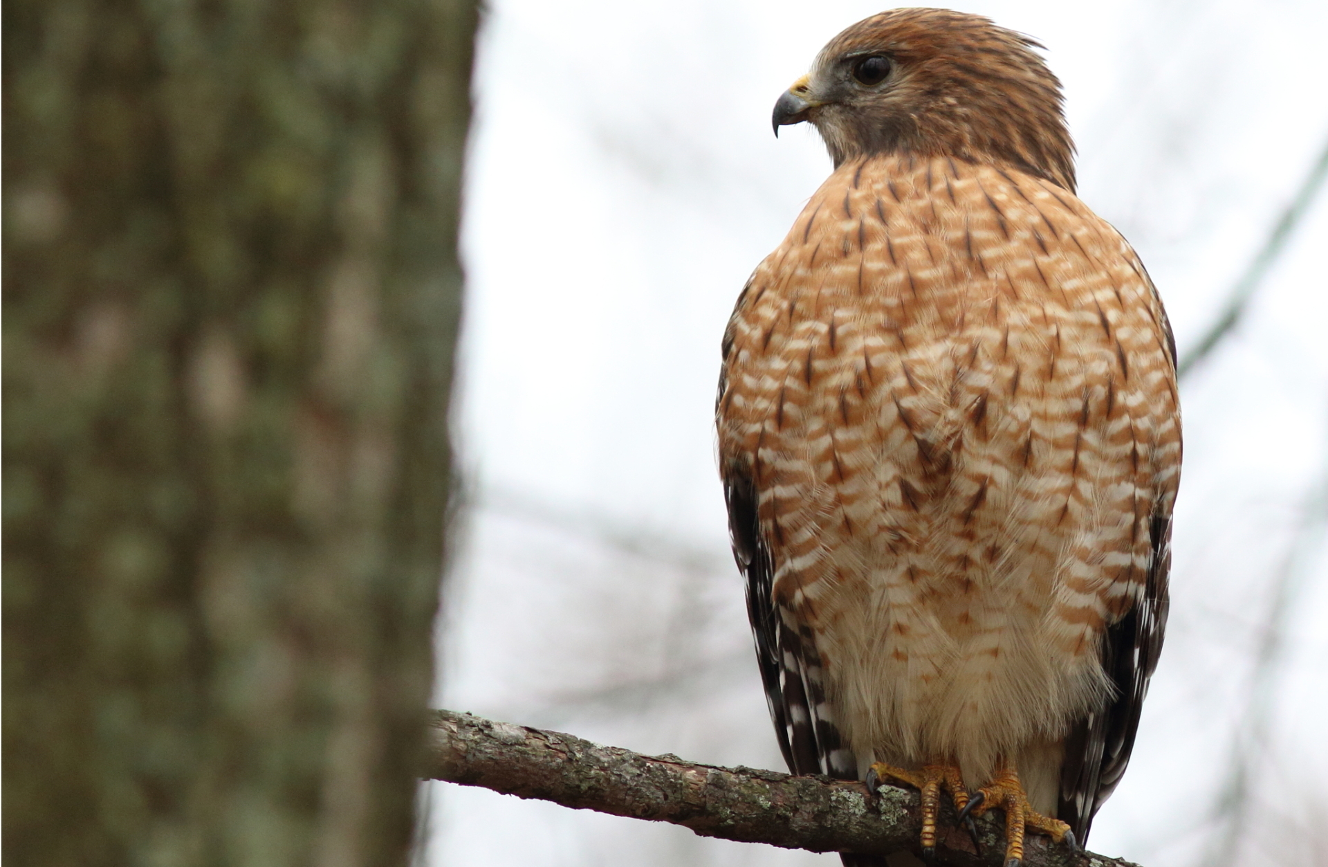A Red-shouldered Hawk perched in a tree.