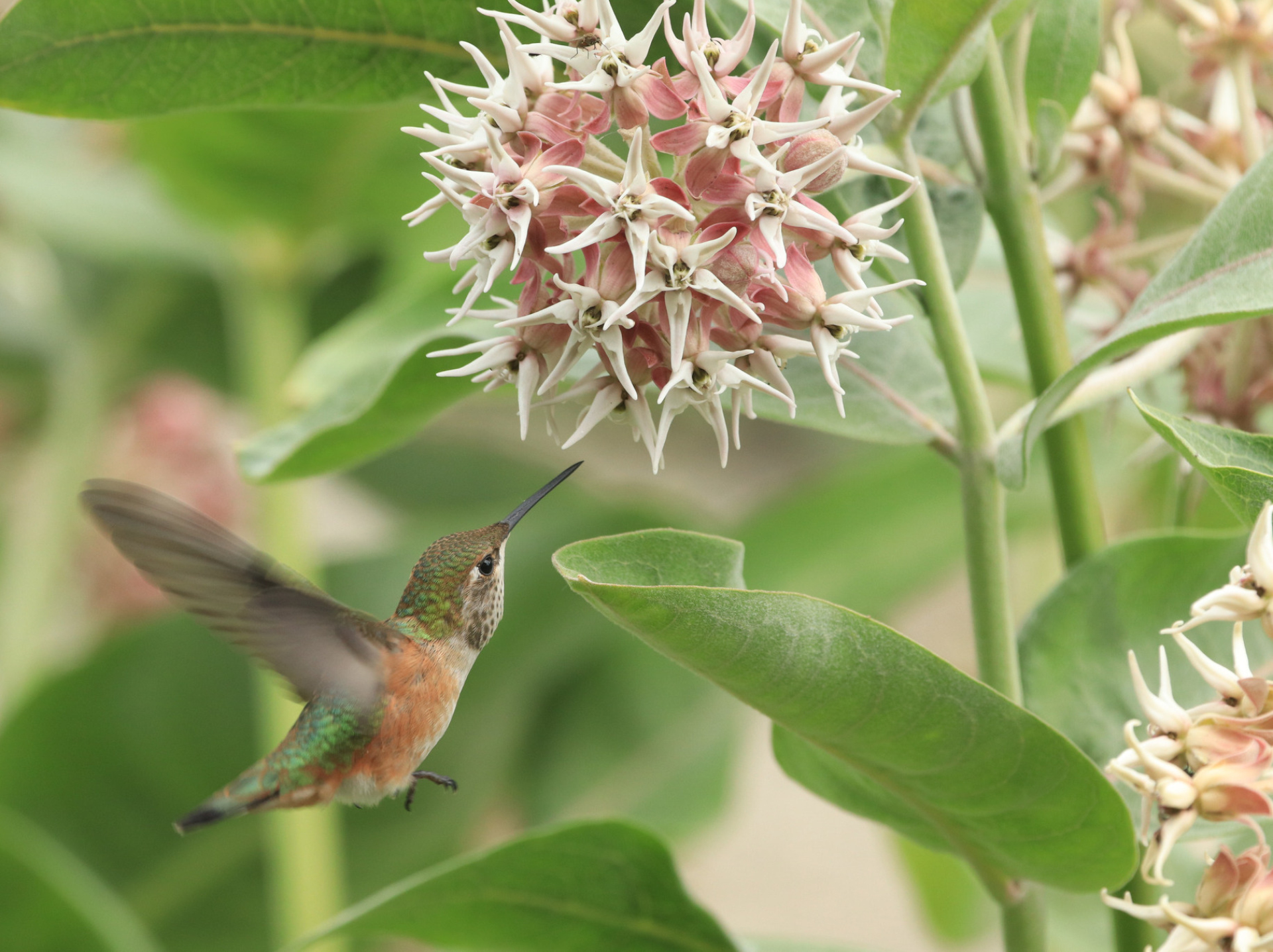 Un colibri roux s'approche d'une fleur d'asclépiade pour se nourrir.