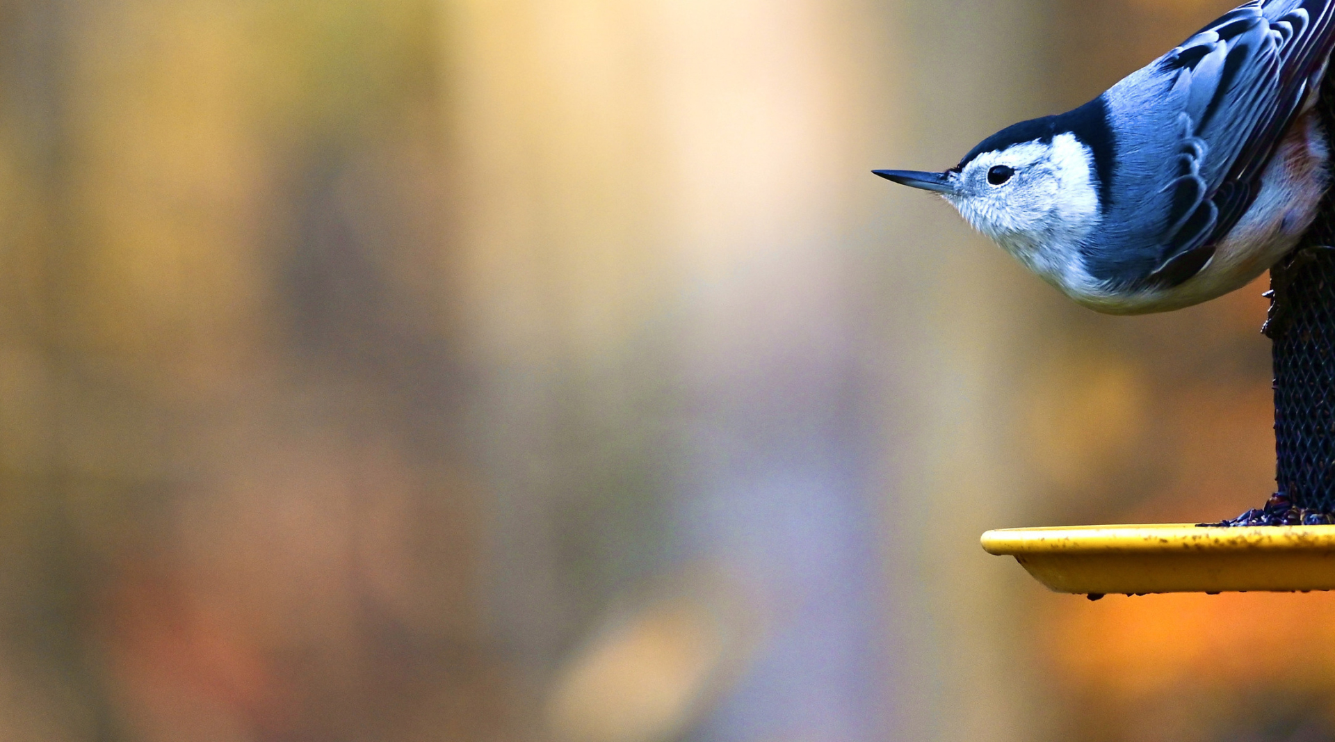 A White-breasted Nuthatch grips the side of a bird feeder filled with seeds.