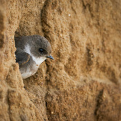 Bank Swallow (Riparia riparia) at the nesting hole.