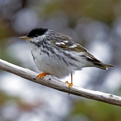 A Blackpoll Warbler sings from a tree.