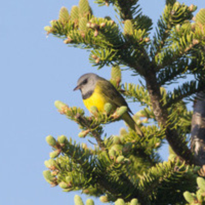 A Mourning Warbler perched in a spruce tree.
