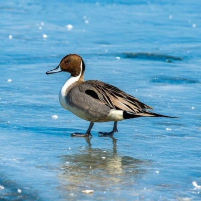 A Northern Pintail swims on a calm body of water.