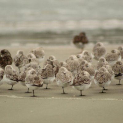 A flock of Semipalmated Sandpipers roost on the shore.