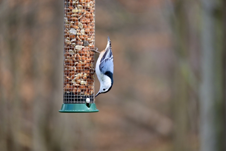 A White-breasted Nuthatch grips the side of a bird feeder filled with peanuts.