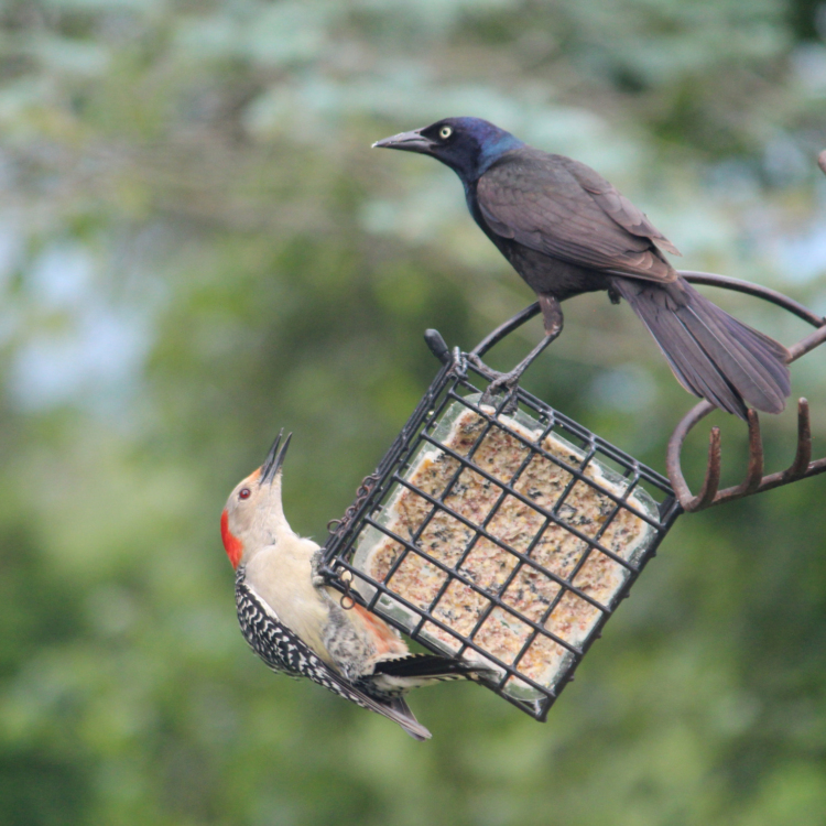 A Red-bellied Woodpecker and a Common Grackle at a suet feeder.
