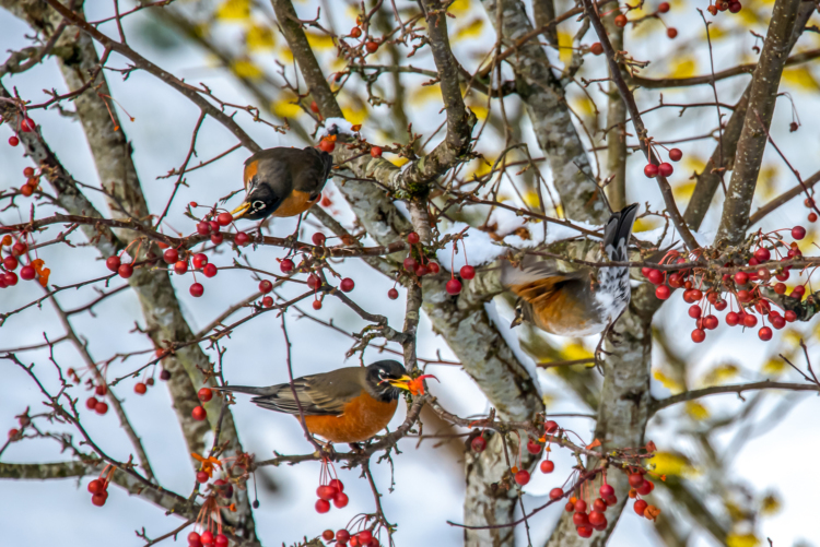 Trois merles d'Amérique se nourrissent des baies d'un arbre.