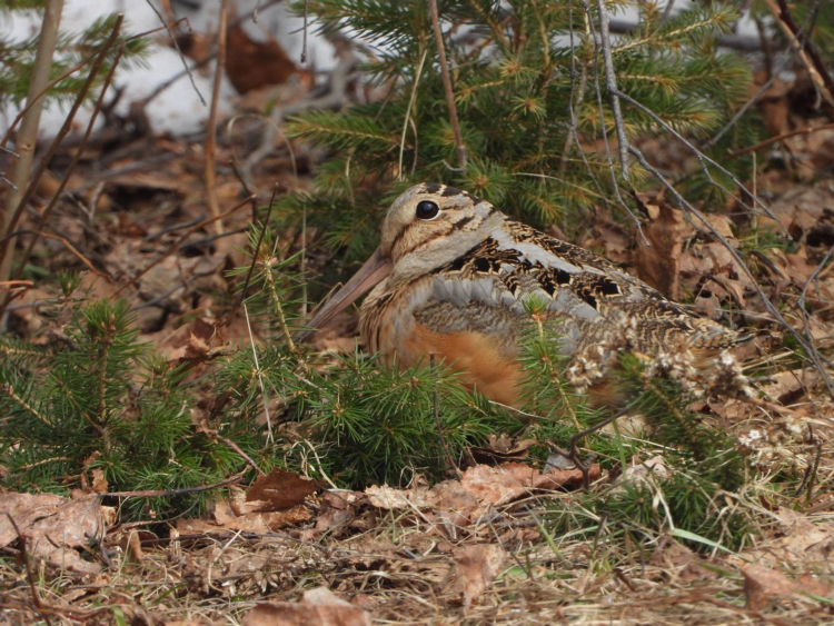 An American Woodcock on the ground with leaves and branches