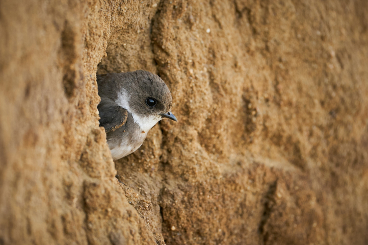Bank Swallow (Riparia riparia) at the nesting hole. Beautiful bird in morning sunset. Wildlife scene from wild nature.
