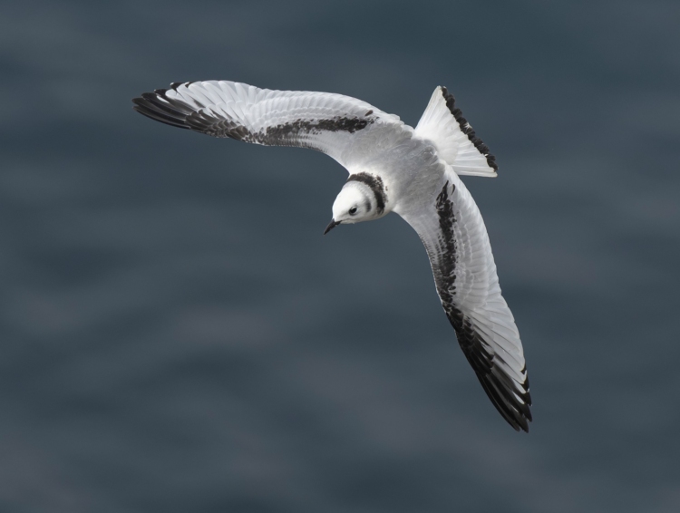 A Black-legged Kittiwake flies over water