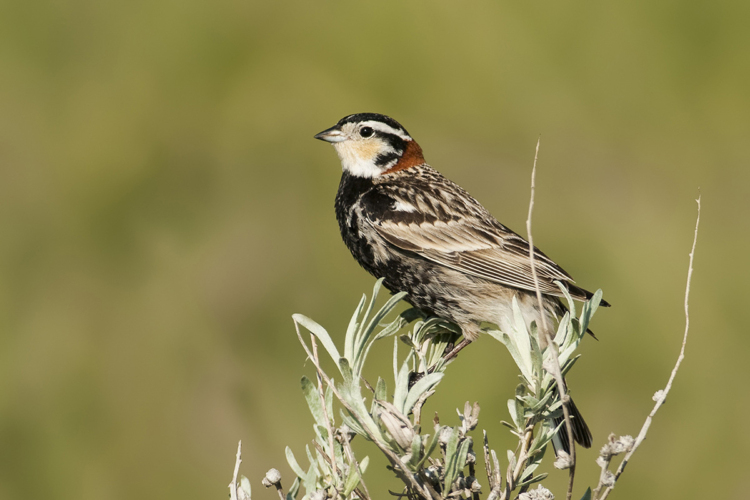 A Chestnut-collared Longspur perched on sagebrush.