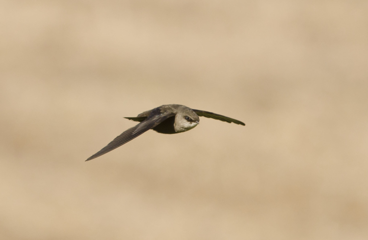 A Chimney Swift in flight.