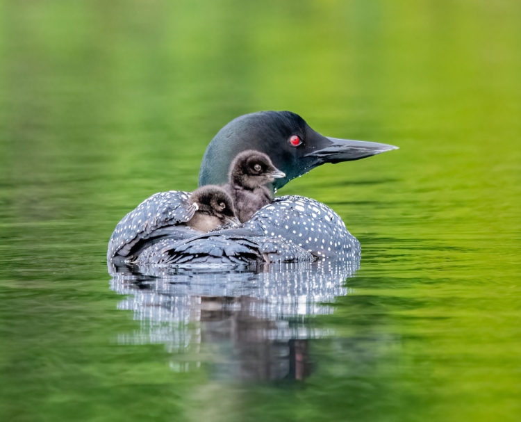 A Common Loon with two chicks on its back