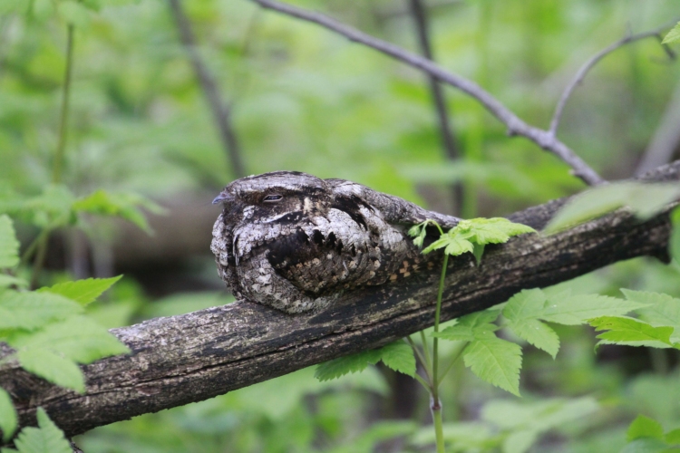 An Eastern Whip-poor-will perched on a branch