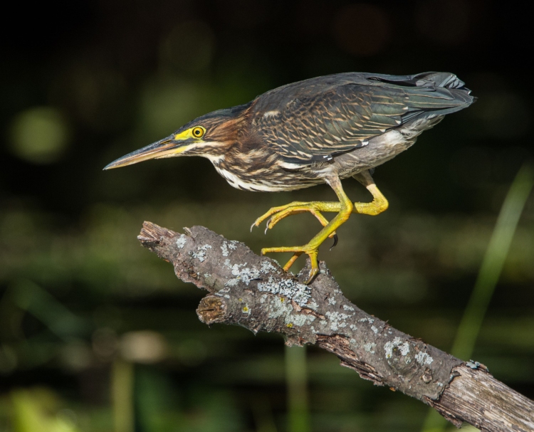 A Green Heron tip-toeing across a branch