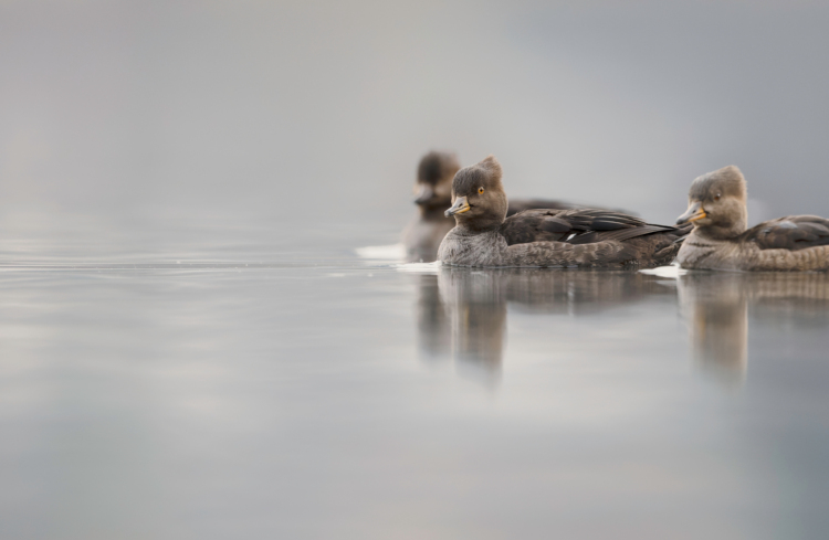 Three Hooded Mergansers swimming together