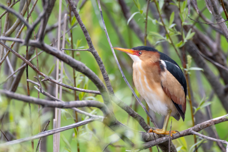 A Least Bittern perched in a tree