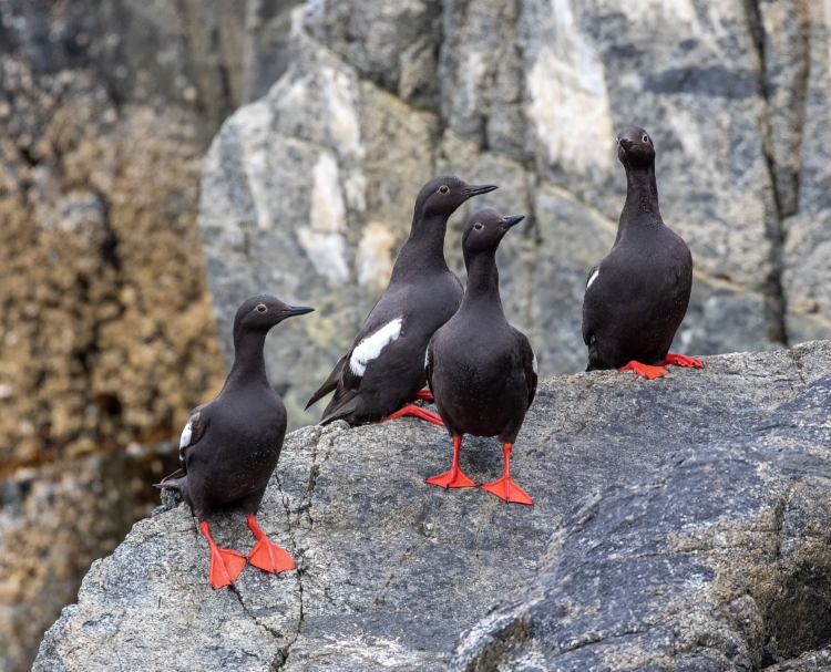 Four Pigeon Guillemot perched on a rock along the coast