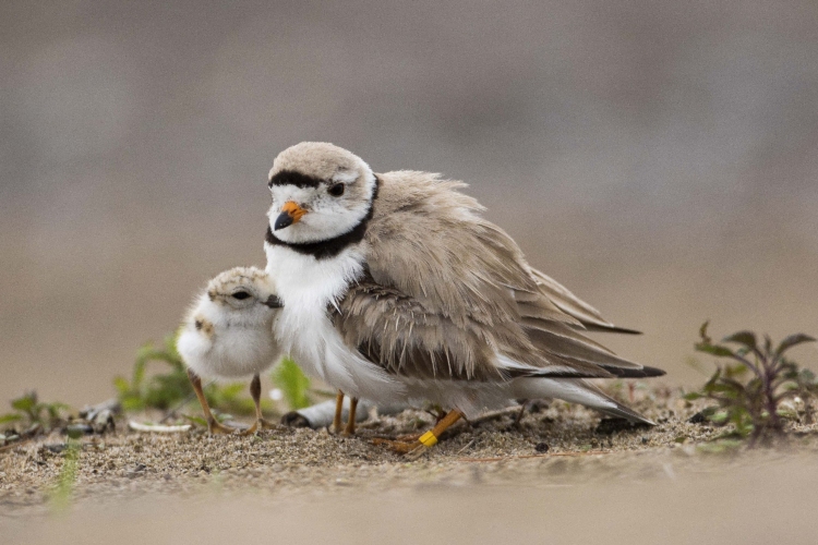 A Piping Plover and its chick on a beach