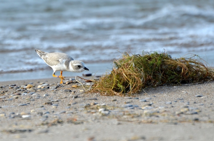 A Piping Plover forages on a rocky beach